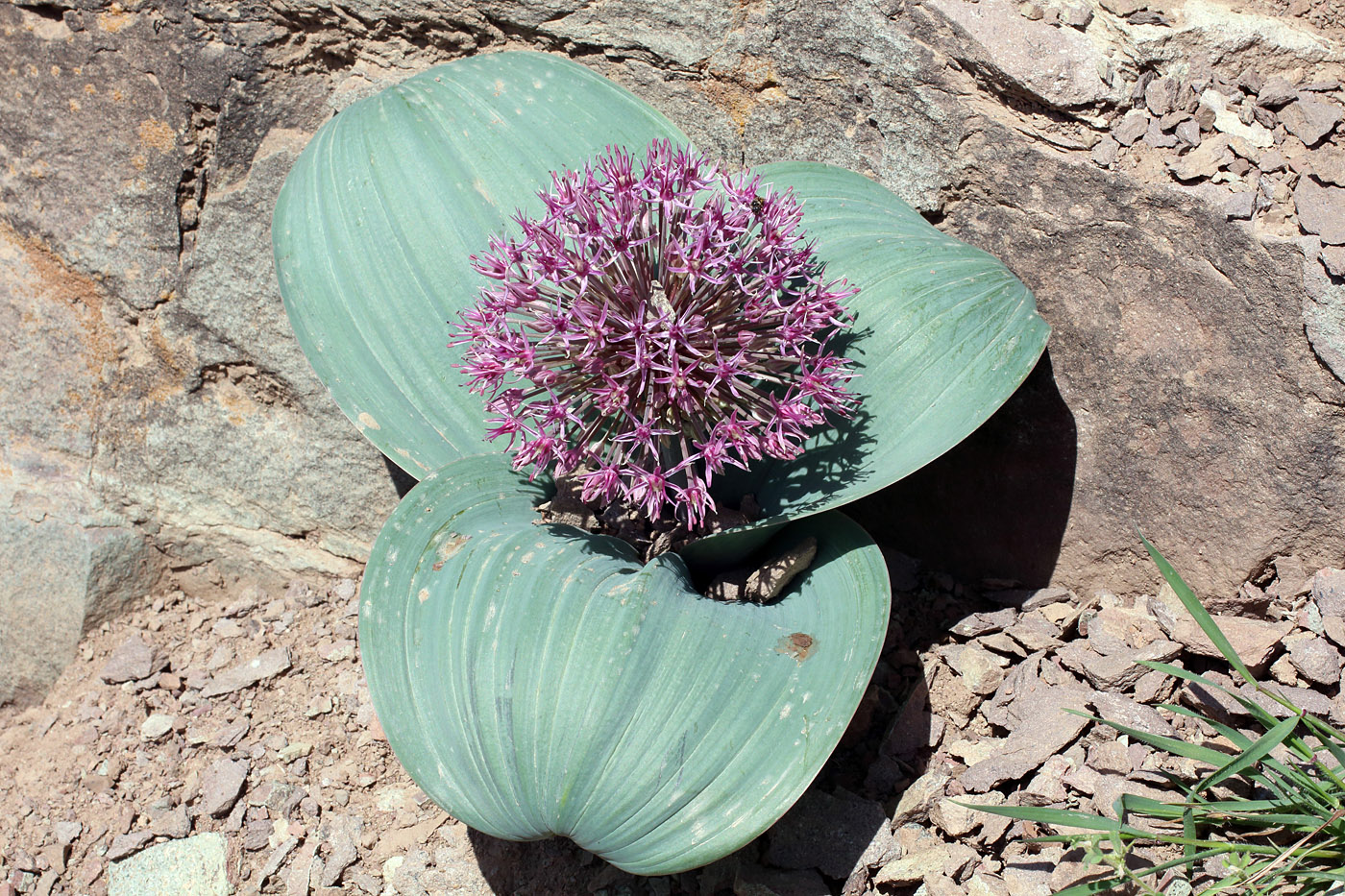 Image of Allium karataviense ssp. henrikii specimen.