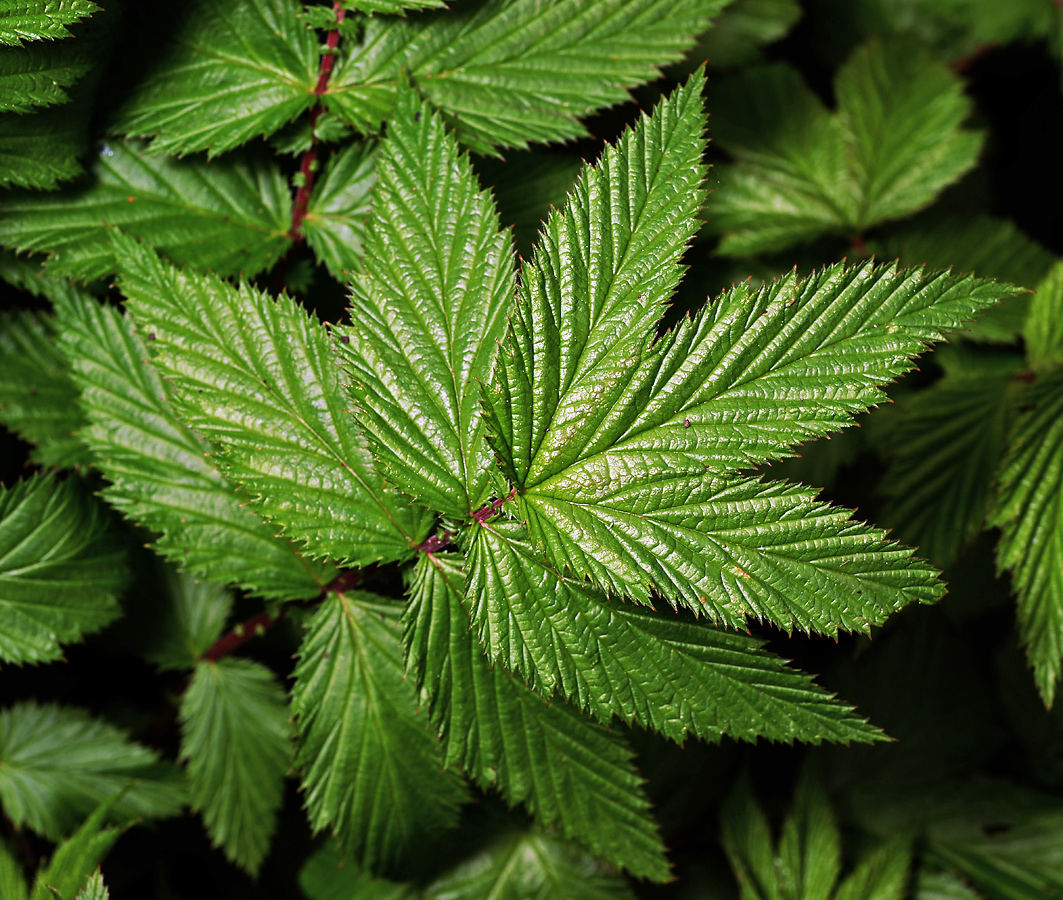 Изображение особи Filipendula ulmaria.