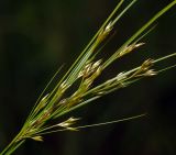 Juncus tenuis. Соцветие. Московская обл., Раменский р-н, окр. ж.-д. платформы Хрипань, просека под ЛЭП. 20.06.2015.