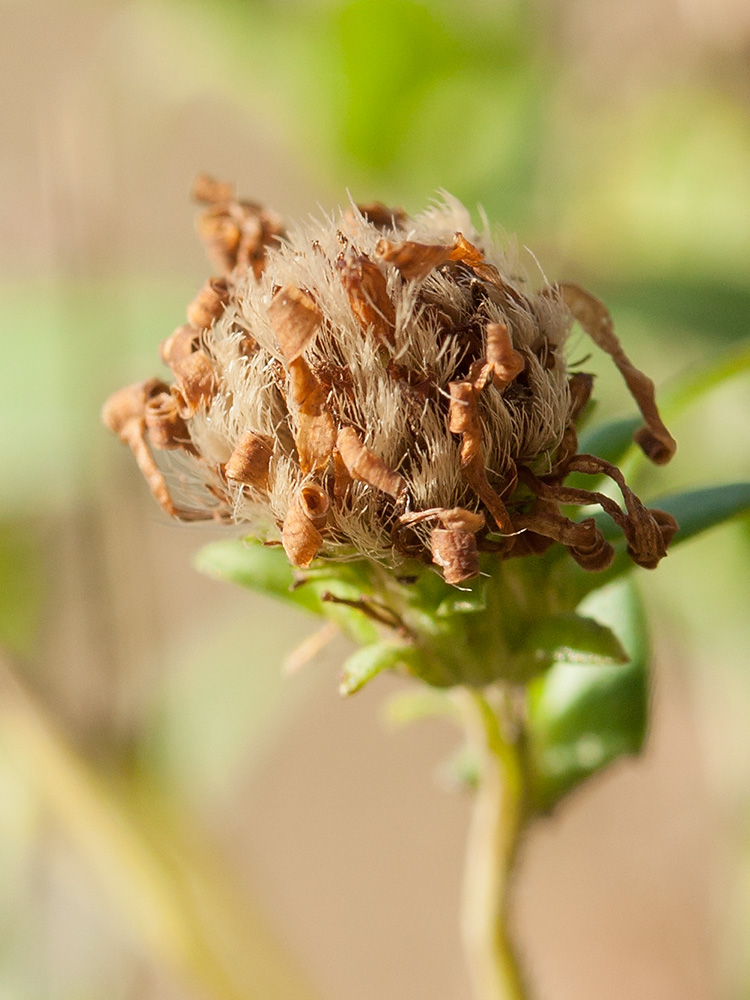 Image of genus Symphyotrichum specimen.