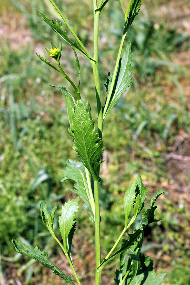 Image of Rorippa austriaca specimen.