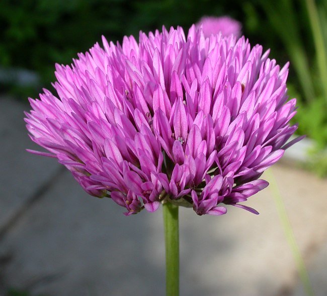 Изображение особи Allium winklerianum.