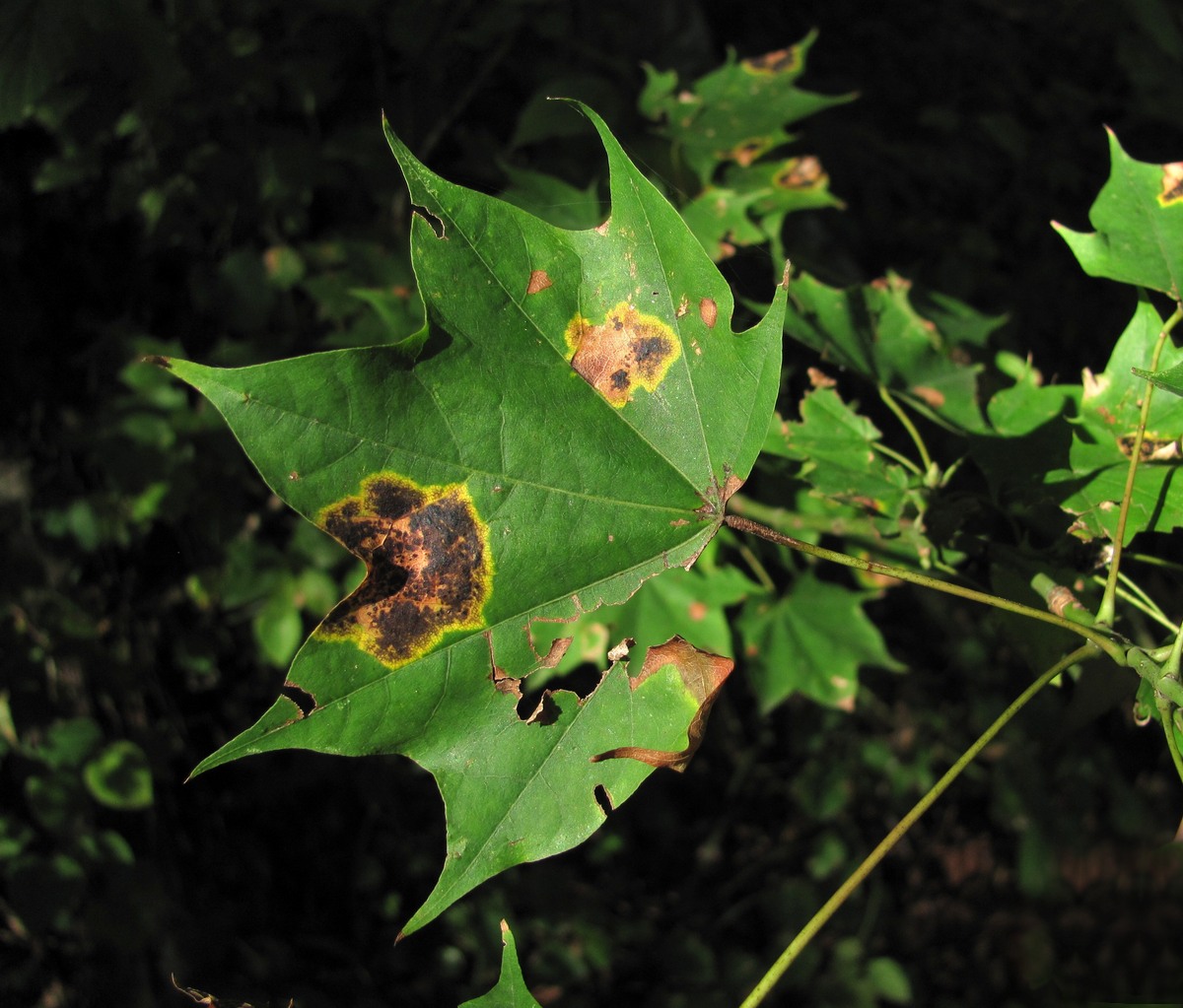 Image of Acer cappadocicum specimen.