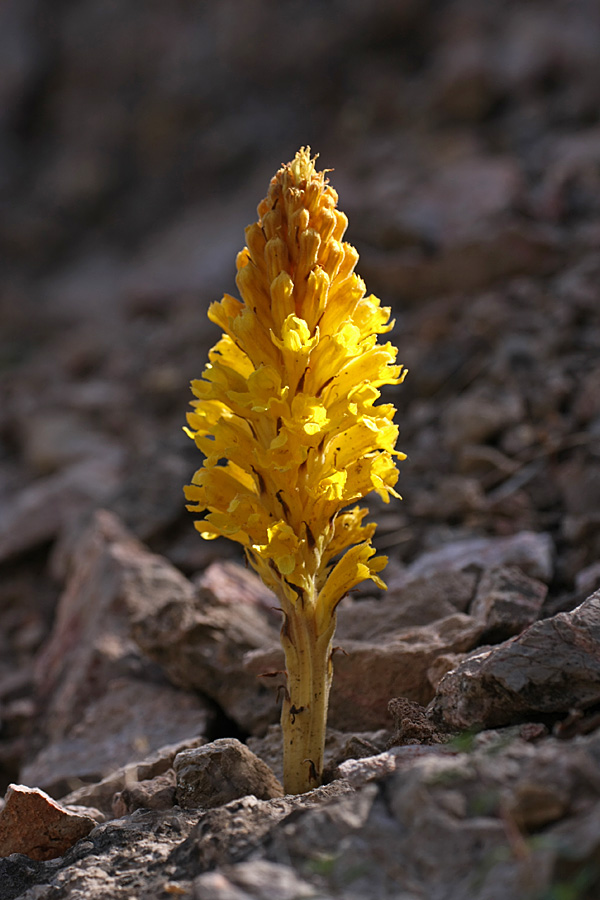 Изображение особи Orobanche sordida.