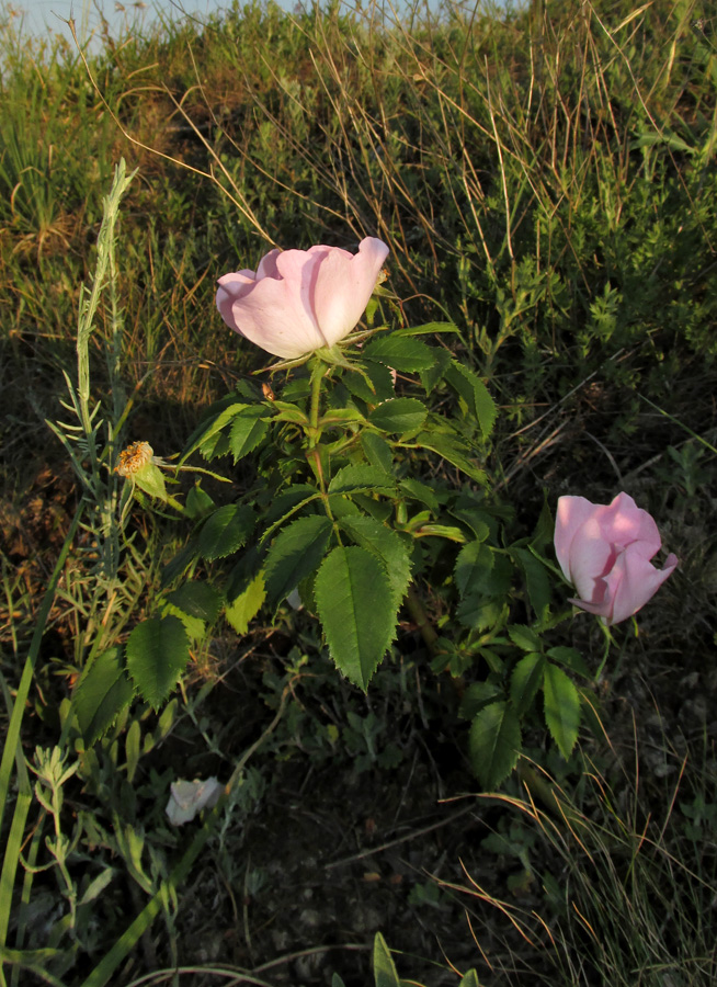 Изображение особи Rosa pygmaea.