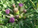 Cirsium esculentum