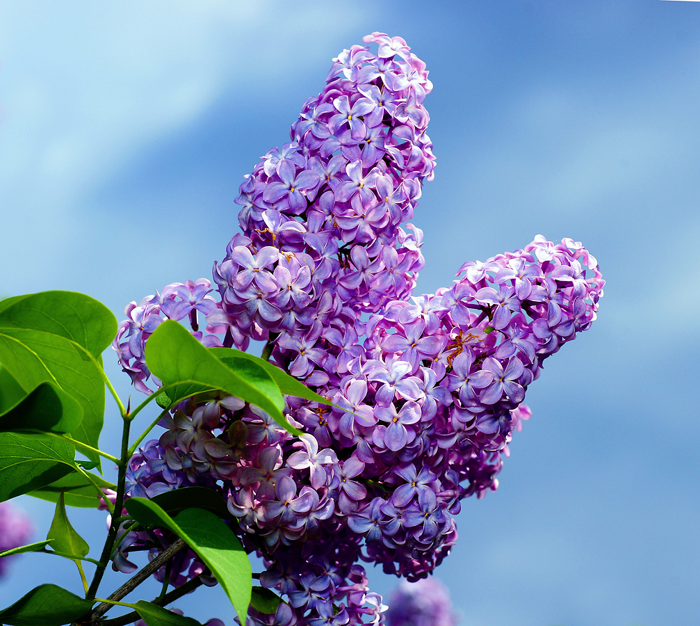 Image of Syringa vulgaris specimen.