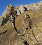 Centaurea alutacea. Верхушки высохших побегов с сухими соплодиями. Адыгея, Кавказский биосферный заповедник, Фишт-Оштенский массив, перевал Узуруб, выс. ≈ 1950 м н.у.м., каменистый склон, субальпийский луг. 18.10.2015.