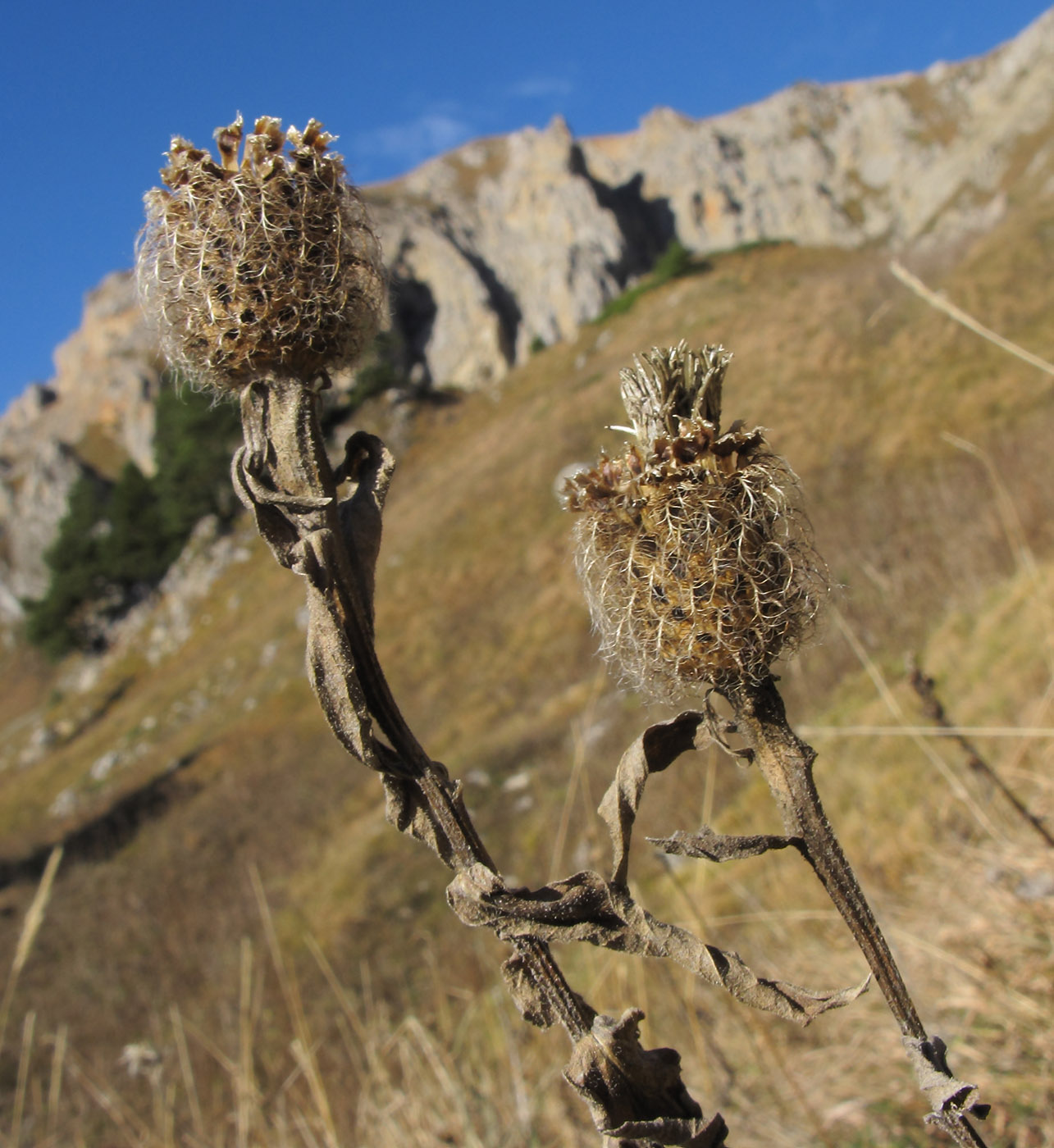 Изображение особи Centaurea alutacea.