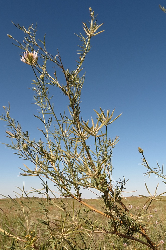 Изображение особи Astragalus arbuscula.