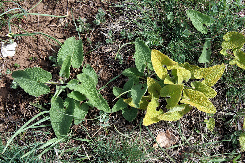 Image of Phlomoides tuberosa specimen.