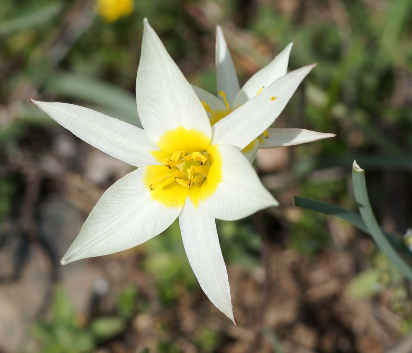 Изображение особи Tulipa binutans.