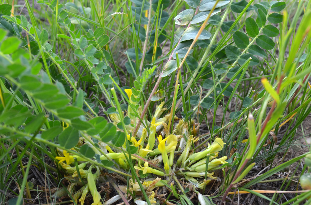 Изображение особи Astragalus schanginianus.