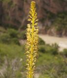 Eremurus fuscus. Соцветие. Кыргызстан, Нарынская обл., правый берег долины р. Нарын, ~ 2300м н. у. м., р-н слияния Нарына и М. Нарына. 07.06.2015.