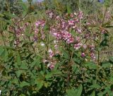 Trachomitum lancifolium