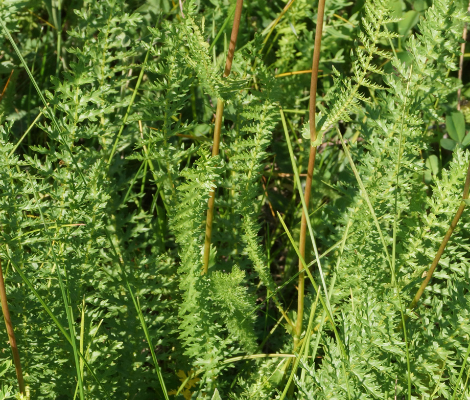 Image of Filipendula vulgaris specimen.