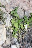 Parietaria chersonensis. Плодоносящее растение в скалистом гроте. Южный Казахстан, горы Алатау (Даубаба), Западное ущелье. 24.07.2014.