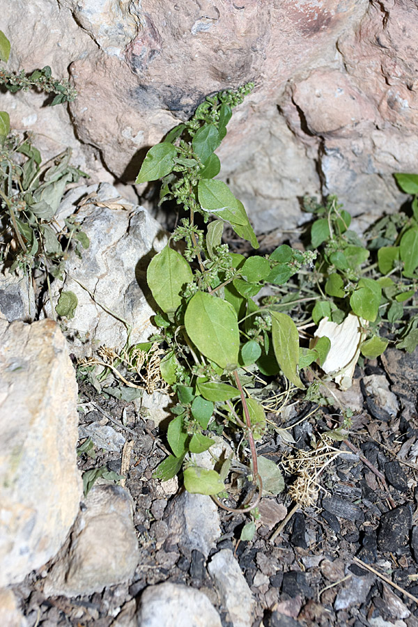 Изображение особи Parietaria chersonensis.