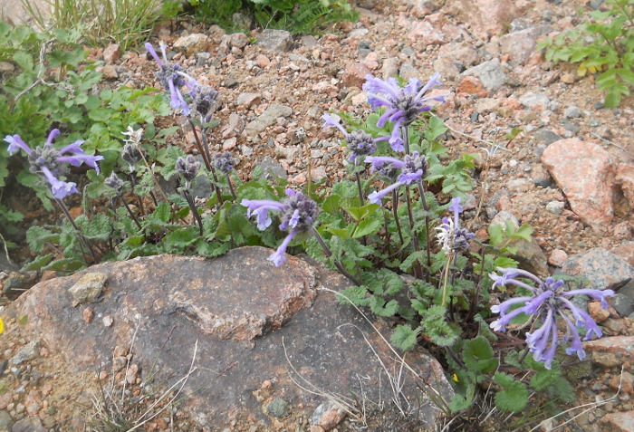 Изображение особи Dracocephalum laniflorum.