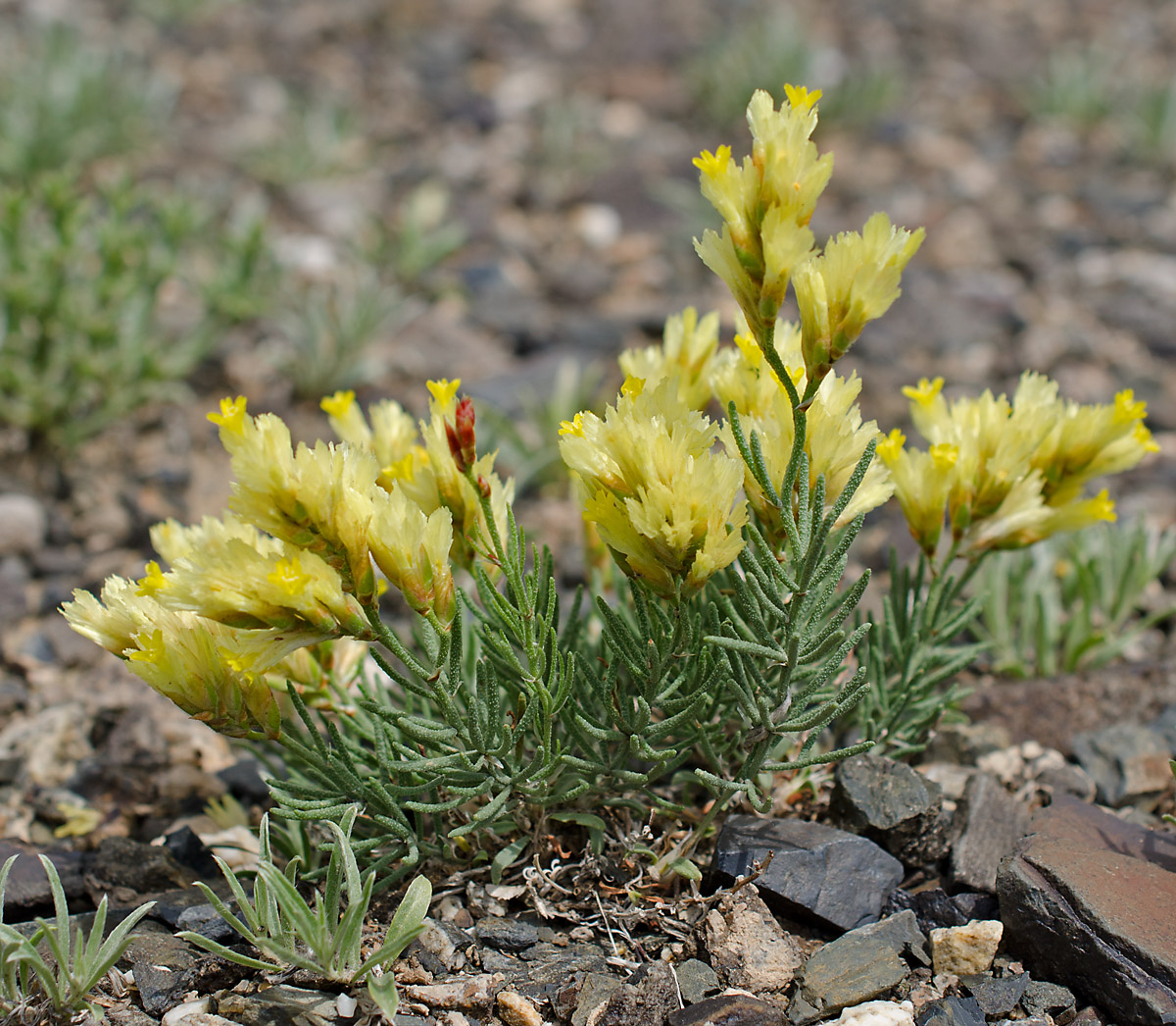 Image of Limonium chrysocomum specimen.