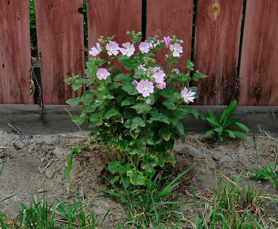 Image of Malva thuringiaca specimen.