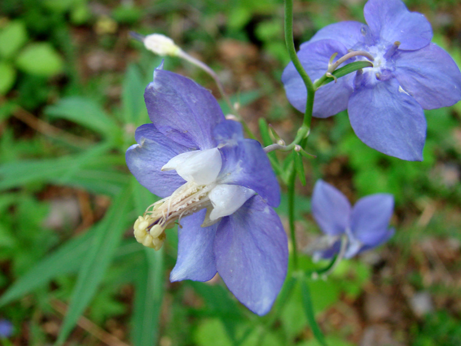 Изображение особи Aquilegia parviflora.