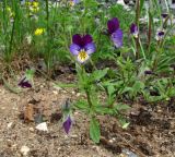 Viola tricolor