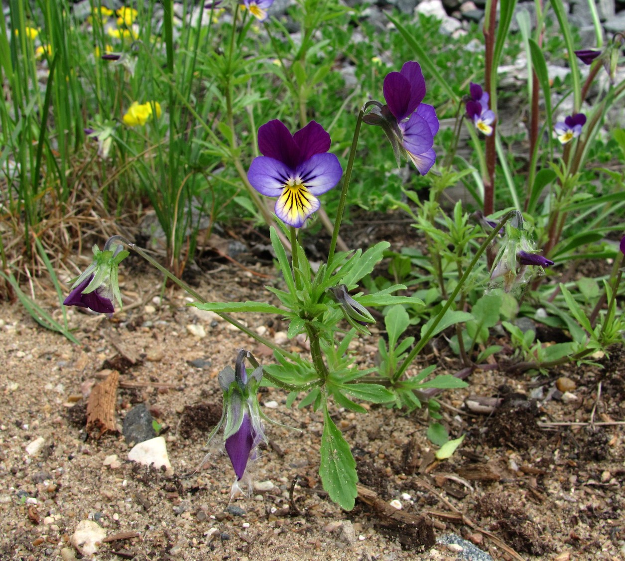 Изображение особи Viola tricolor.