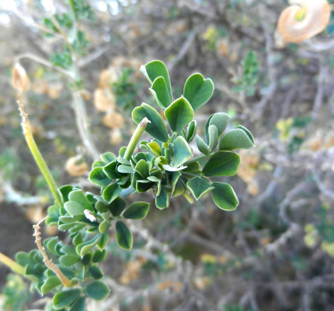 Image of Medicago arborea specimen.