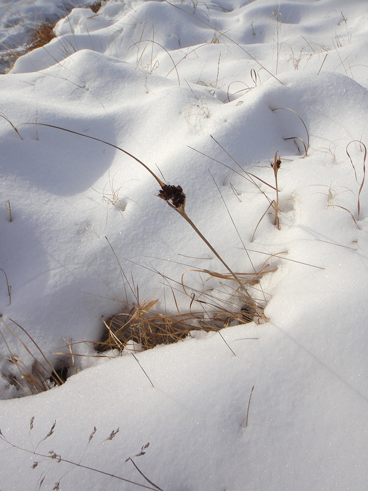 Изображение особи Juncus leucochlamys.