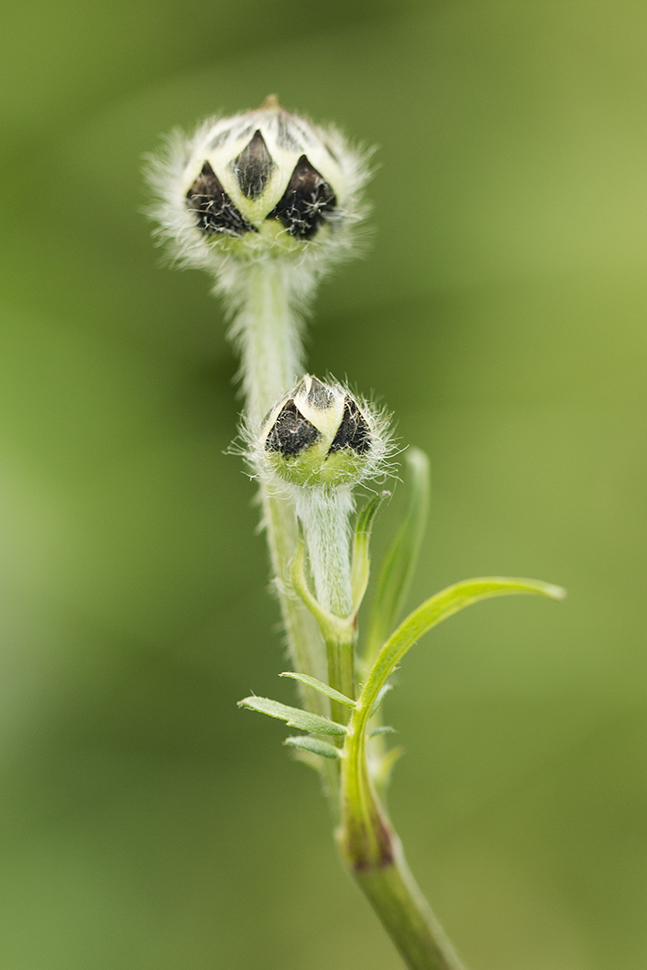 Image of Cephalaria gigantea specimen.