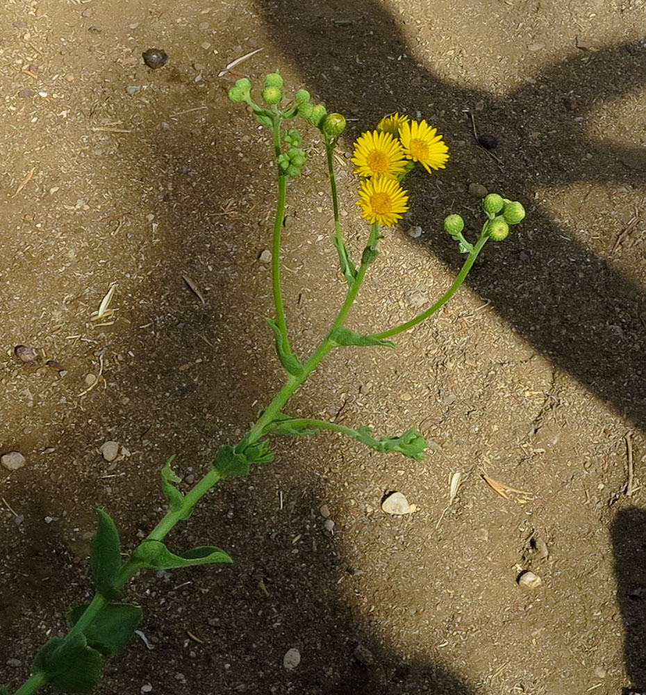 Image of Heterotheca subaxillaris specimen.