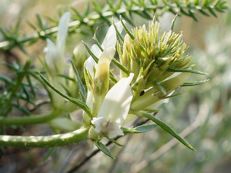 Изображение особи Oxytropis muricata.