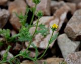 Senecio viscosus