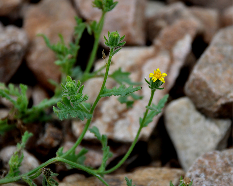 Изображение особи Senecio viscosus.