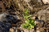 Draba nemorosa. Зацветающее растение. Свердловская обл., высокий левый берег р. Исеть ниже дер. Бекленищева (порог Ревун), скальные обнажения за порогом. 16 апреля 2016 г.