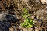 Draba nemorosa