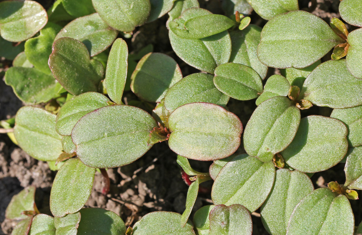 Image of Impatiens parviflora specimen.