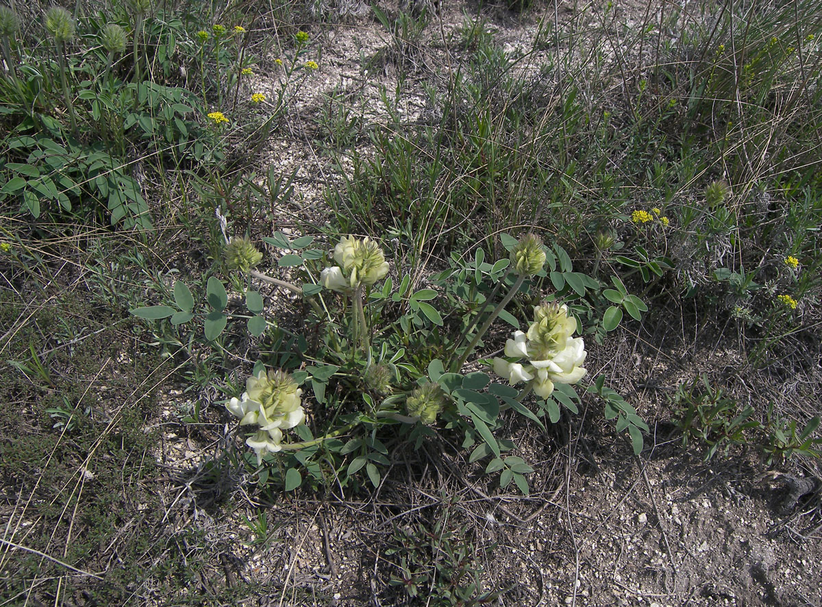 Изображение особи Hedysarum grandiflorum.