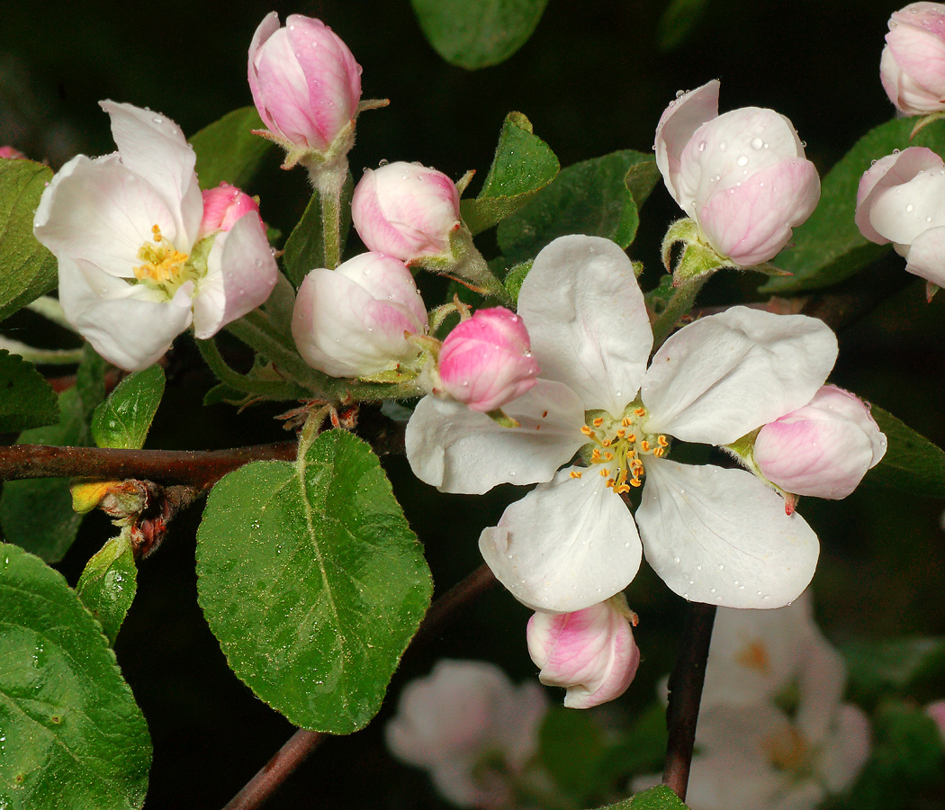 Изображение особи Malus domestica.