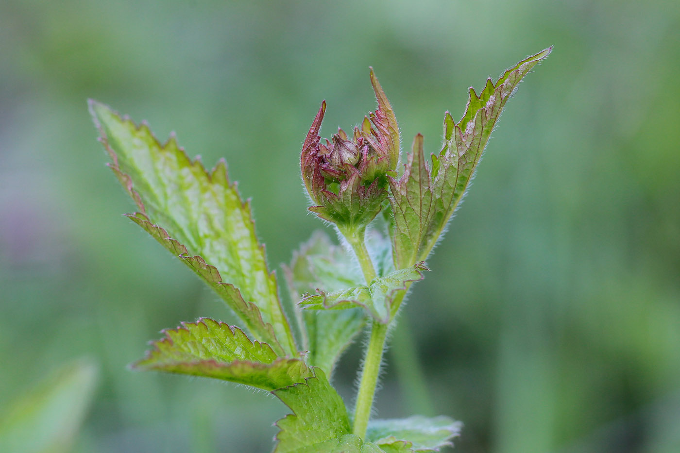 Изображение особи Geum urbanum.