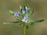 Asperula arvensis