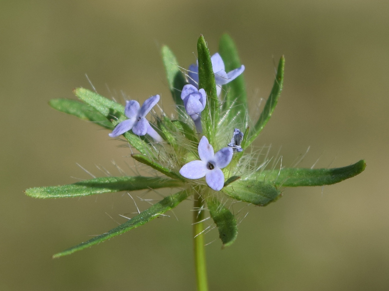 Image of Asperula arvensis specimen.