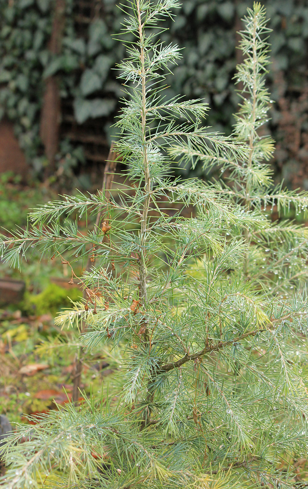 Image of Cedrus deodara specimen.