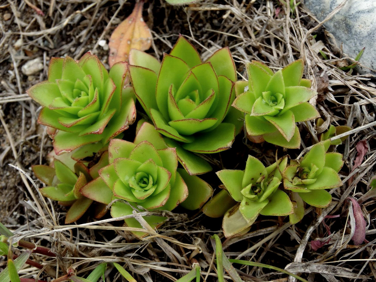 Image of Orostachys maximowiczii specimen.