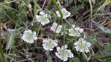 Torilis arvensis