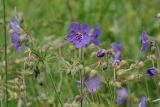Geranium pratense. Верхушки побегов с цветками, бутономи и завязавшимися плодами. Санкт-Петербург, Пушкинский р-н, Павловский парк, правый берег р. Славянки. 23.06.2016.
