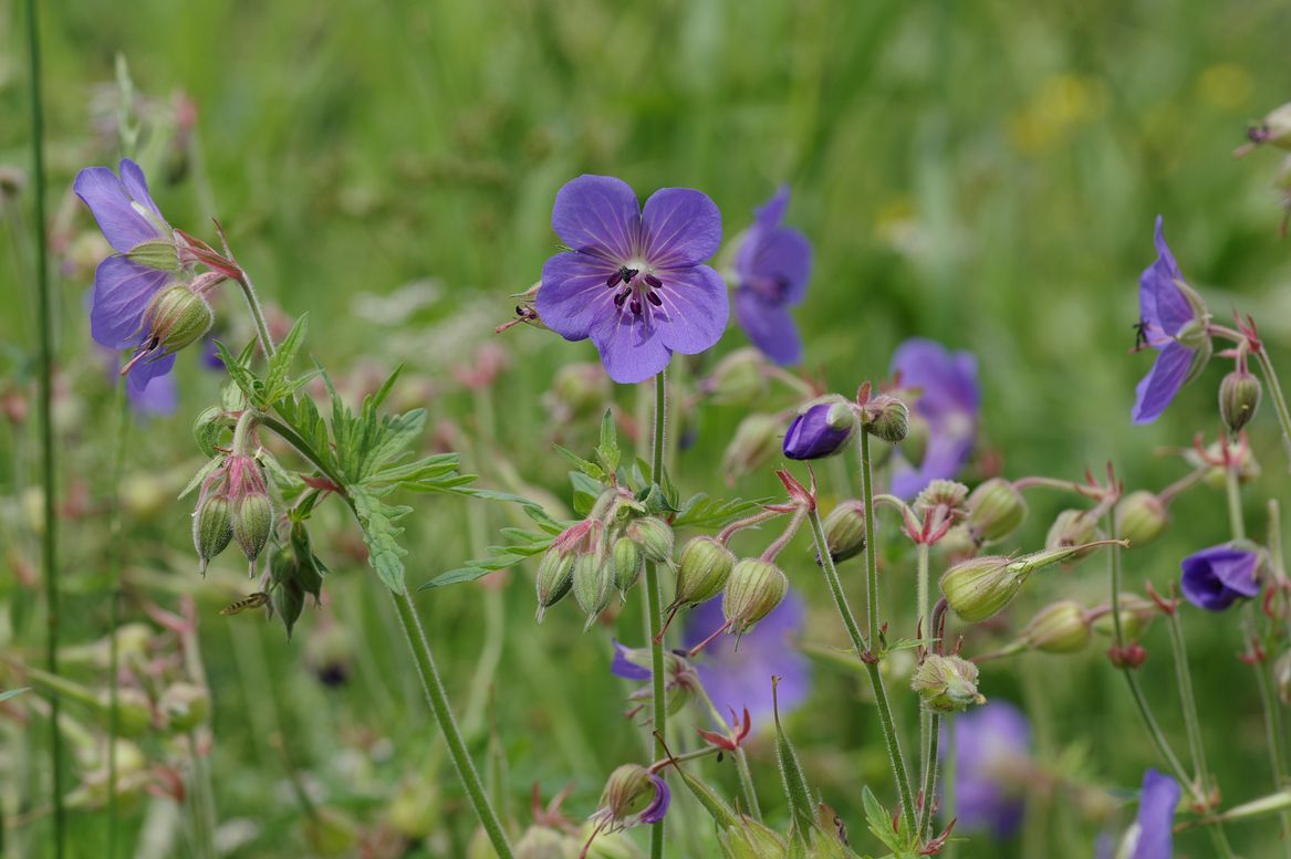 Image of Geranium pratense specimen.