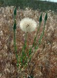 Tragopogon подвид major