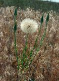 Tragopogon dubius ssp. major